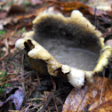 Pigskin Poison Puffball