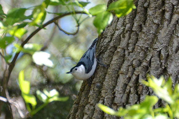 Spotting Image 1