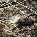 Northern Mockingbird
