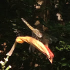 Dragonfly-brown