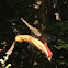 Dragonfly-brown