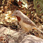 Red-throated Wryneck