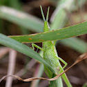grasshopper