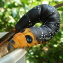 Oleander Hawk Moth (prepupal lava)