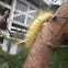 Hair catepillar