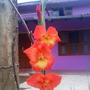Gladiolus