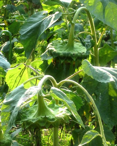 [2008 08 28 009_edited-1[3].jpg]