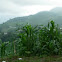 Zea mays (Maíz / Choclo. Corn)