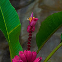 Pink Banana