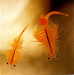 Artemia El Mejor Alimento Vivo Para Sus Peces