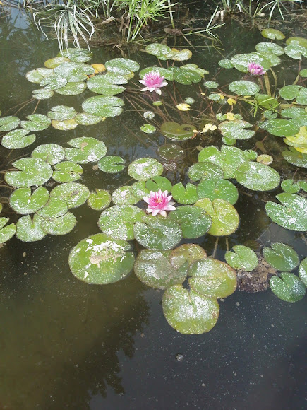 Spotting Image 1