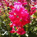 Showy Penstemon