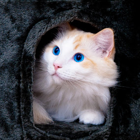 My House! by Stefen Dicks - Pets Cats ( kitten, cat, box, cute )