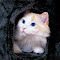 Kitty -3.jpg