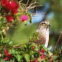 Cooper's Hawk (juvenile)