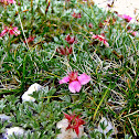 Potentilla nitida/Triglavska roža