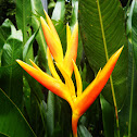 Crane flower