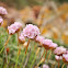 Armeria berlengensis