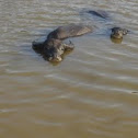 Water Buffalo