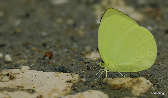 Spotting Image 1