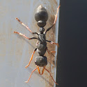 Jack Jumper ant