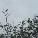 Roadside hawk?