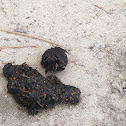 Coyote Scat