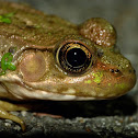 Green frog (female)