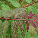 Staghorn Sumac