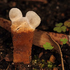 Strange fungus?