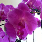 Orchid.