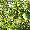 Rose-Ringed Parakeet