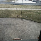 Morning Dove