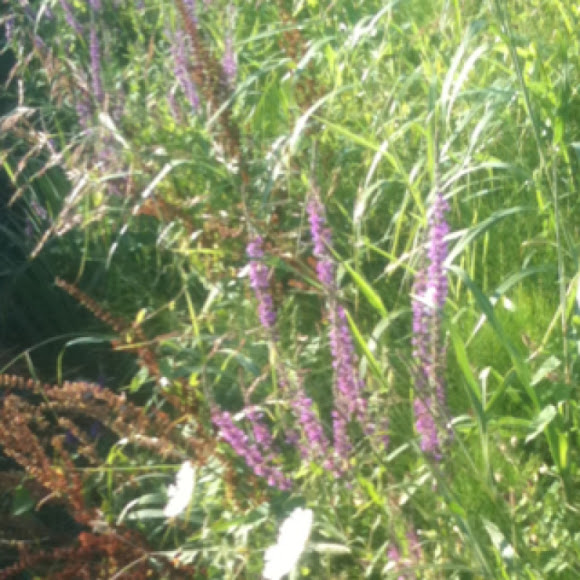 Spotting Image 1