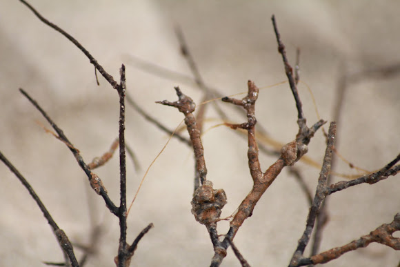 Spotting Image 1