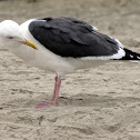 Western Gull