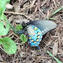 Pipevine Swallowtail
