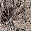 Black-tailed Gnatcatcher