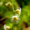 Miterwort (Bishop's Cap)