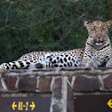 Leopard