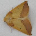 Moth