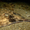 Longnose Skate
