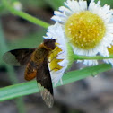 Bee fly