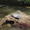 Western Pond Turtle
