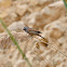 Rock Bunting