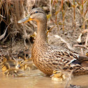 Mallard duck