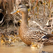 Featherstone National Wildlife Refuge