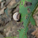 False Potato Beetle Larva