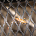 Ivory-marked Beetle