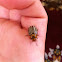 Colorado potato beetle